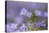 Flax flowers Monmouthshire, Wales, UK-Phil Savoie-Stretched Canvas