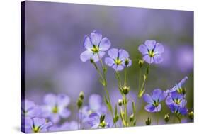 Flax flowers Monmouthshire, Wales, UK-Phil Savoie-Stretched Canvas