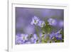 Flax flowers Monmouthshire, Wales, UK-Phil Savoie-Framed Photographic Print