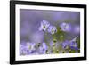 Flax flowers Monmouthshire, Wales, UK-Phil Savoie-Framed Photographic Print