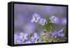 Flax flowers Monmouthshire, Wales, UK-Phil Savoie-Framed Stretched Canvas