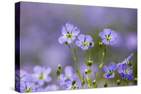 Flax flowers Monmouthshire, Wales, UK-Phil Savoie-Stretched Canvas