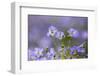 Flax flowers Monmouthshire, Wales, UK-Phil Savoie-Framed Photographic Print