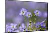 Flax flowers Monmouthshire, Wales, UK-Phil Savoie-Mounted Photographic Print