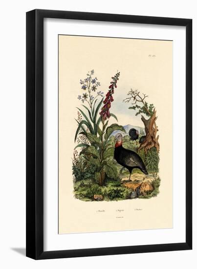 Flaxlily, 1833-39-null-Framed Giclee Print