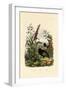 Flaxlily, 1833-39-null-Framed Giclee Print