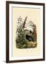 Flaxlily, 1833-39-null-Framed Giclee Print