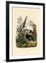 Flaxlily, 1833-39-null-Framed Giclee Print