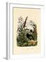 Flaxlily, 1833-39-null-Framed Giclee Print