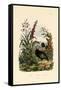 Flaxlily, 1833-39-null-Framed Stretched Canvas