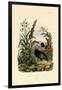 Flaxlily, 1833-39-null-Framed Giclee Print