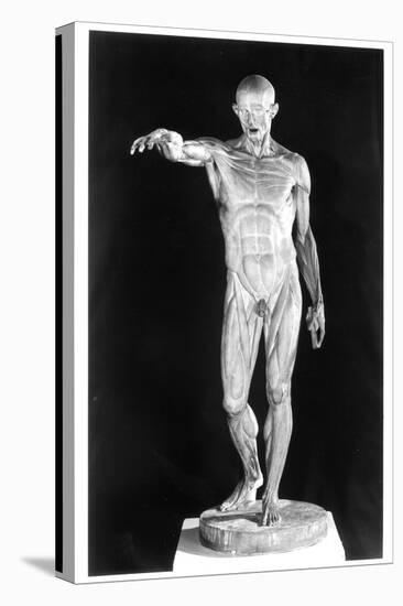 Flayed Body-Jean-Antoine Houdon-Stretched Canvas