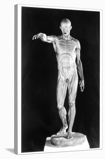 Flayed Body-Jean-Antoine Houdon-Stretched Canvas