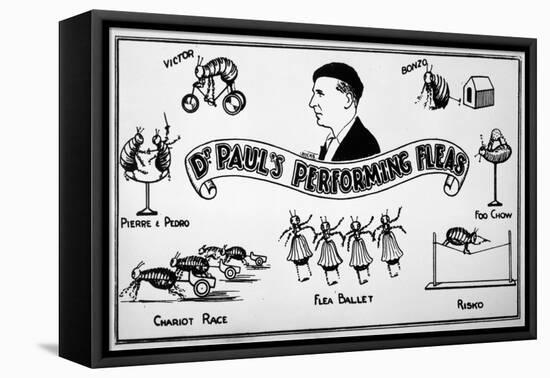Flea Circus, Dr Paul-null-Framed Stretched Canvas