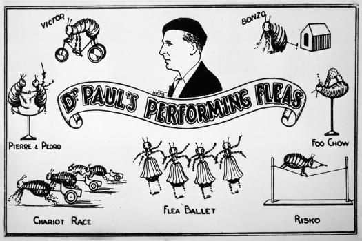 Flea Circus, Dr Paul' Posters | AllPosters.com