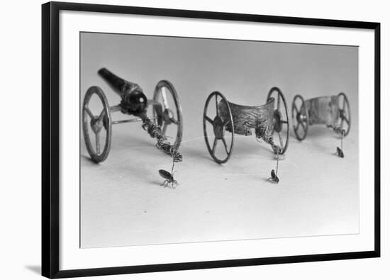 Flea Pulling Miniature Chariot-Joseph Schuppe-Framed Photographic Print