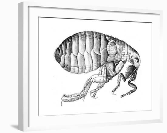 Flea, Wingless Bloodsucking Parasitic Insect, 1665-null-Framed Giclee Print