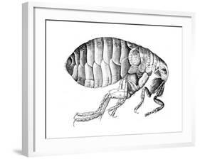 Flea, Wingless Bloodsucking Parasitic Insect, 1665-null-Framed Giclee Print