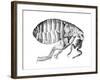 Flea, Wingless Bloodsucking Parasitic Insect, 1665-null-Framed Giclee Print