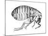 Flea, Wingless Bloodsucking Parasitic Insect, 1665-null-Mounted Giclee Print