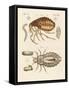 Fleas and Bugs-null-Framed Stretched Canvas