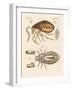 Fleas and Bugs-null-Framed Giclee Print