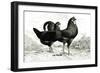 Fleche-null-Framed Art Print