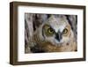 Fledgling Great Horned Owl Portrait in Cottonwood, South Dakota, Usa-Chuck Haney-Framed Photographic Print