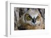 Fledgling Great Horned Owl Portrait in Cottonwood, South Dakota, Usa-Chuck Haney-Framed Photographic Print