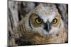 Fledgling Great Horned Owl Portrait in Cottonwood, South Dakota, Usa-Chuck Haney-Mounted Photographic Print