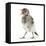 Fledgling Pied Wagtail (Motacilla Alba) Portrait Standing Upright and Calling-Mark Taylor-Framed Stretched Canvas