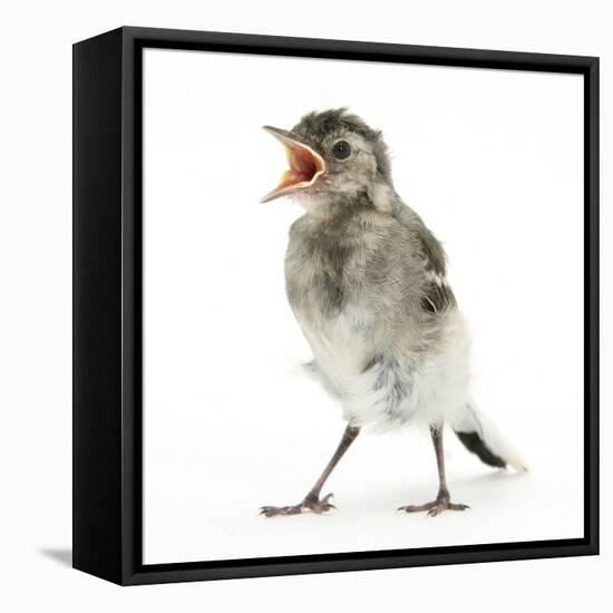 Fledgling Pied Wagtail (Motacilla Alba) Portrait Standing Upright and Calling-Mark Taylor-Framed Stretched Canvas