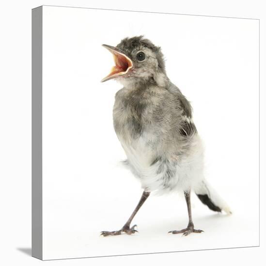 Fledgling Pied Wagtail (Motacilla Alba) Portrait Standing Upright and Calling-Mark Taylor-Stretched Canvas