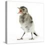 Fledgling Pied Wagtail (Motacilla Alba) Portrait Standing Upright and Calling-Mark Taylor-Stretched Canvas