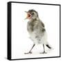 Fledgling Pied Wagtail (Motacilla Alba) Portrait Standing Upright and Calling-Mark Taylor-Framed Stretched Canvas