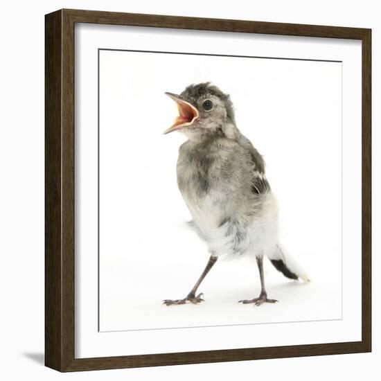 Fledgling Pied Wagtail (Motacilla Alba) Portrait Standing Upright and Calling-Mark Taylor-Framed Photographic Print