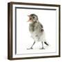 Fledgling Pied Wagtail (Motacilla Alba) Portrait Standing Upright and Calling-Mark Taylor-Framed Photographic Print