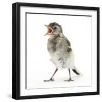 Fledgling Pied Wagtail (Motacilla Alba) Portrait Standing Upright and Calling-Mark Taylor-Framed Photographic Print