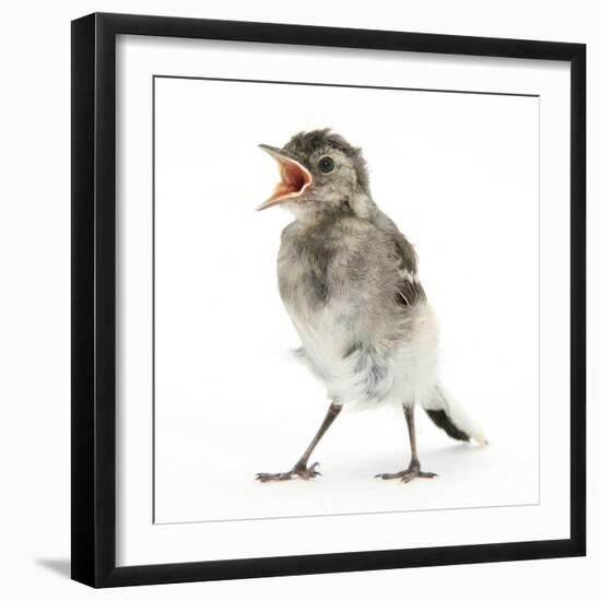 Fledgling Pied Wagtail (Motacilla Alba) Portrait Standing Upright and Calling-Mark Taylor-Framed Photographic Print