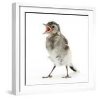 Fledgling Pied Wagtail (Motacilla Alba) Portrait Standing Upright and Calling-Mark Taylor-Framed Photographic Print