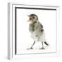 Fledgling Pied Wagtail (Motacilla Alba) Portrait Standing Upright and Calling-Mark Taylor-Framed Photographic Print