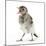 Fledgling Pied Wagtail (Motacilla Alba) Portrait Standing Upright and Calling-Mark Taylor-Mounted Photographic Print