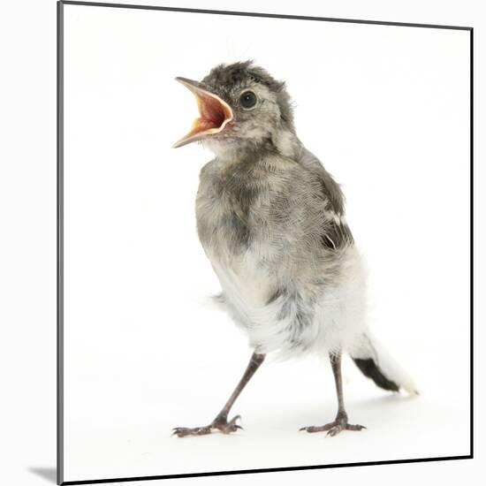 Fledgling Pied Wagtail (Motacilla Alba) Portrait Standing Upright and Calling-Mark Taylor-Mounted Photographic Print