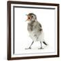 Fledgling Pied Wagtail (Motacilla Alba) Portrait Standing Upright and Calling-Mark Taylor-Framed Photographic Print