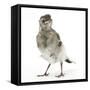 Fledgling Pied Wagtail (Motacilla Alba) Portrait Standing Upright and Facing Camera-Mark Taylor-Framed Stretched Canvas