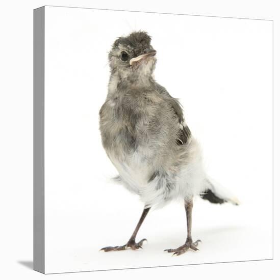 Fledgling Pied Wagtail (Motacilla Alba) Portrait Standing Upright and Facing Camera-Mark Taylor-Stretched Canvas