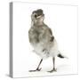 Fledgling Pied Wagtail (Motacilla Alba) Portrait Standing Upright and Facing Camera-Mark Taylor-Stretched Canvas