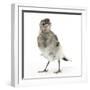 Fledgling Pied Wagtail (Motacilla Alba) Portrait Standing Upright and Facing Camera-Mark Taylor-Framed Photographic Print