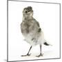 Fledgling Pied Wagtail (Motacilla Alba) Portrait Standing Upright and Facing Camera-Mark Taylor-Mounted Photographic Print