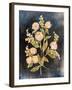 Fleeting Blooms II-Julia Purinton-Framed Art Print